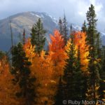 Fall - Aspens - Copyright Sublime Creations, LLC 1993 - 2017