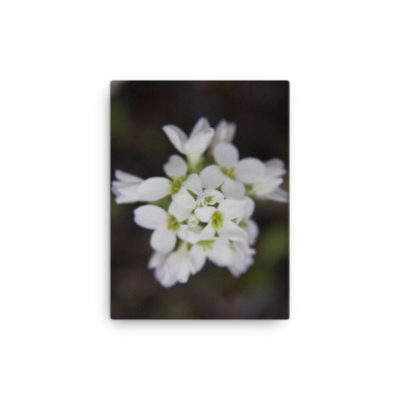 Tiny Flowers, Canvas Print