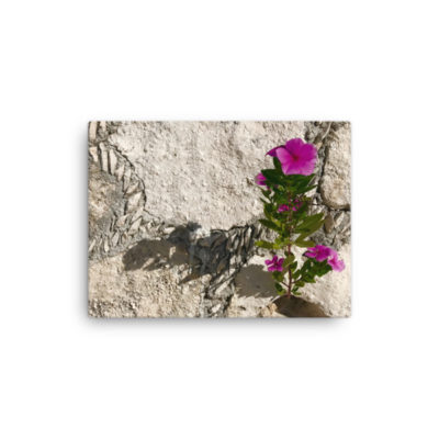 Wallflower, Canvas Print