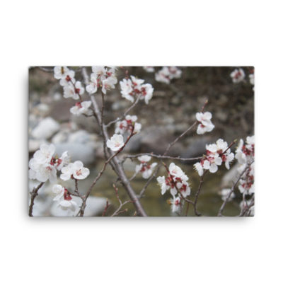 Cherry Blossoms, Canvas Print
